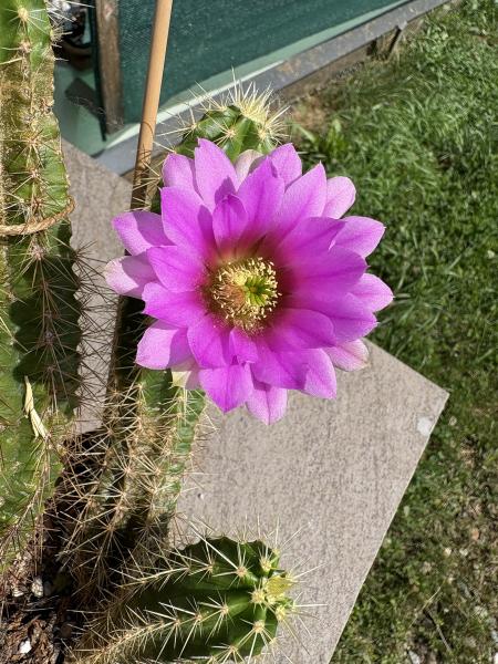 Echinocereus viereckii